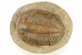 Large, Inflated Asaphid Trilobite - Taouz, Morocco #271303-1
